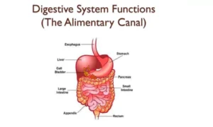 Functions of the Alimentary Canal