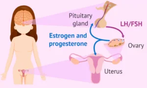 Hormonal Regulation of the Female Reproductive System