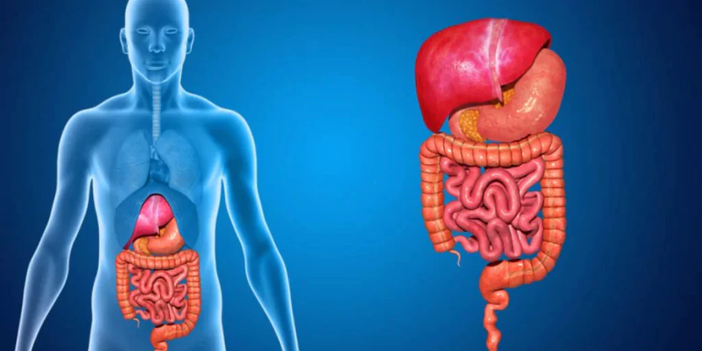 human bowel system