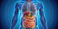 Understanding the Human Gastrointestinal System