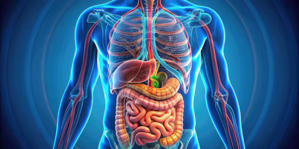 Human Digestion