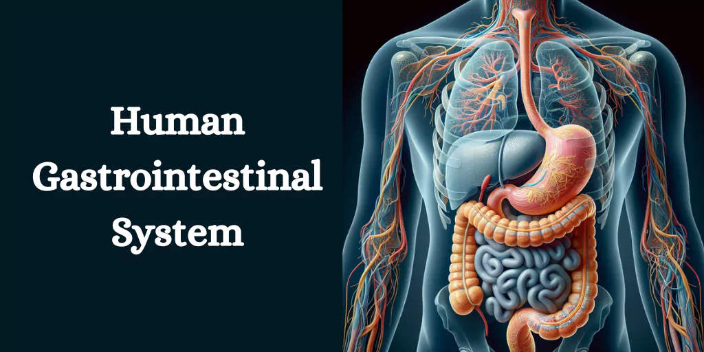 Human Gastrointestinal System