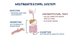 Key Functions of the Gastric System