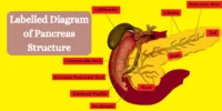 A Complete Guide to the Female Reproductive System