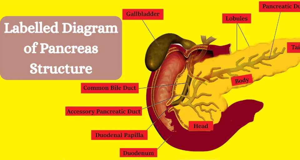 Labelled Diagram of Pancreas Structure