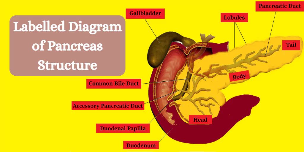 Labelled Diagram of Pancreas Structure
