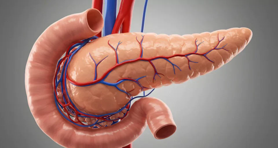 lipase function in the digestive system