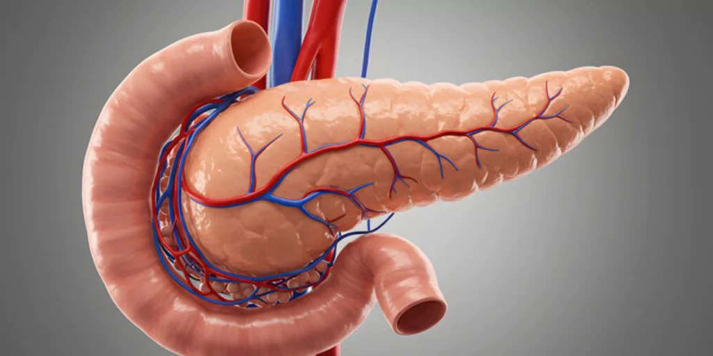 lipase function in the digestive system