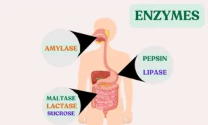 Lipase