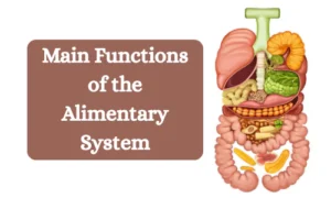 Main Functions of the human alimentary system