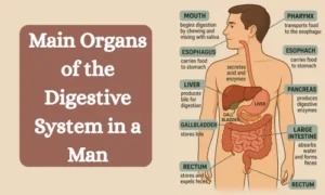 Main Organs of the Digestive System in Man