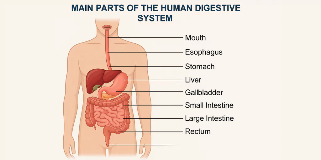 main parts of the human digestive system