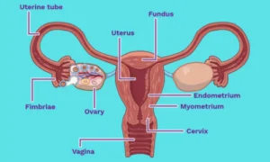 Major Functions of the Female Reproductive System