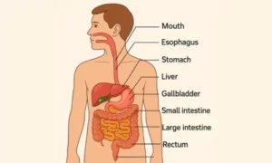 Major Parts of the human alimentary system