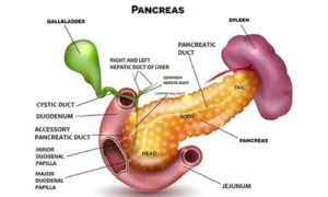 Diagram of pancreas