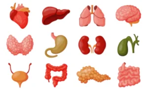 please give me diagram of digestive organs