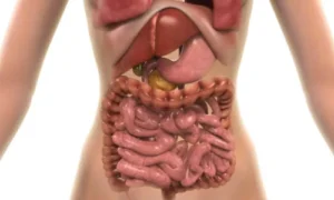 Supporting Digestive Organs