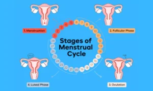 The Menstrual Cycle