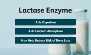 Why is Lactase Important and What Does it Do