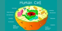 DNA & RNA: Structure, Functions, and Differences