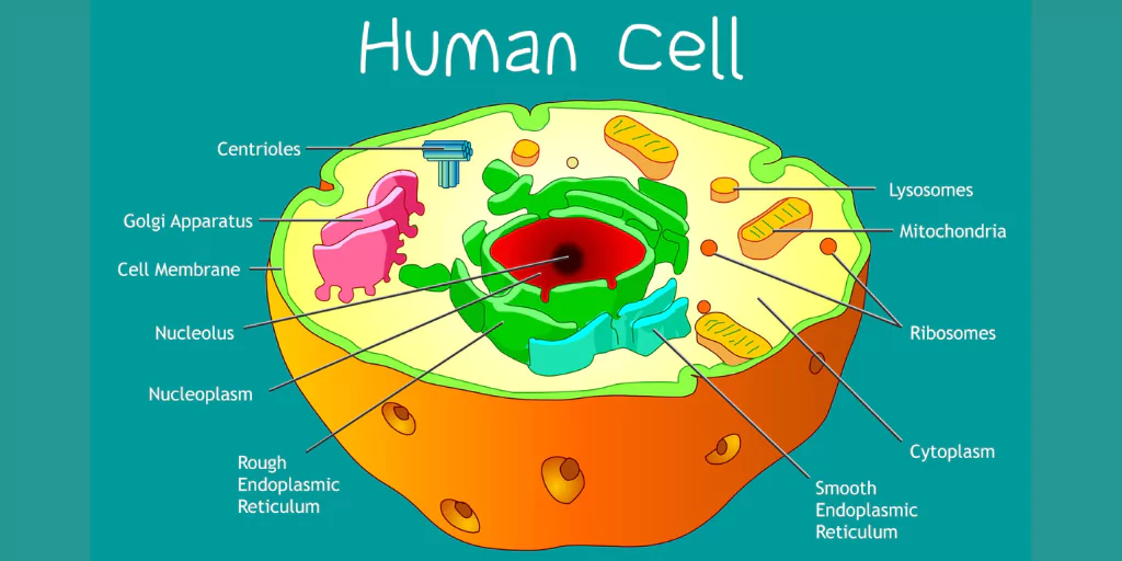 Cell Biology