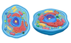 Cell Structure