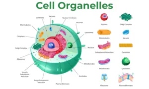 Cell Organelles and Their Functions