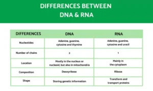 Key Differences Between DNA and RNA