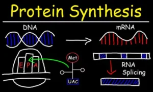 DNA & RNA in Protein Synthesis