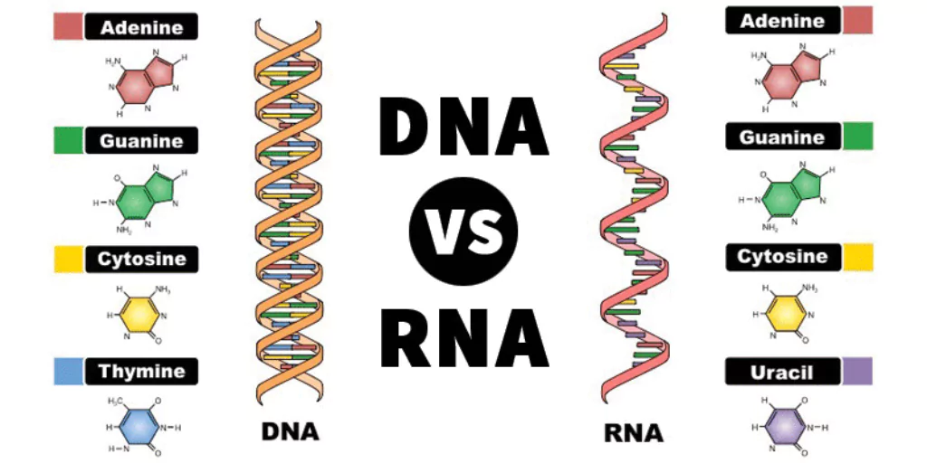 DNA & RNA: Structure, Functions, and Differences