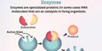 DNA & RNA: Structure, Functions, and Differences