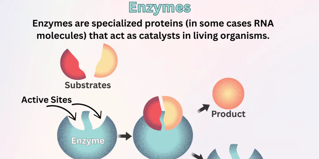 enzymes