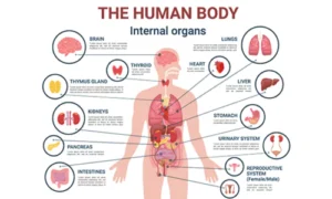 Key Concepts in Human Physiology