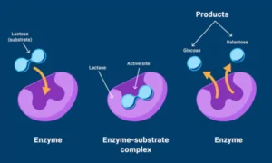Importance of Enzymes in Cells