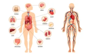 Major Systems of Human Physiology