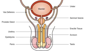 male reproductive system