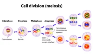 Meiosis – Cell Division for Reproduction