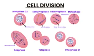 Mitosis – Cell Division for Growth and Repair