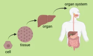 Organisation in the Human Body