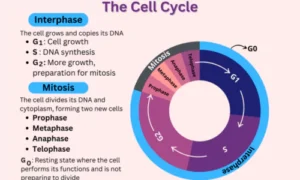 The Cell Cycle