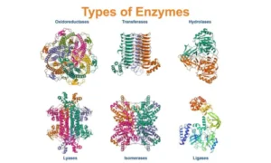Types of Enzymes