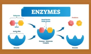 What Are Enzymes