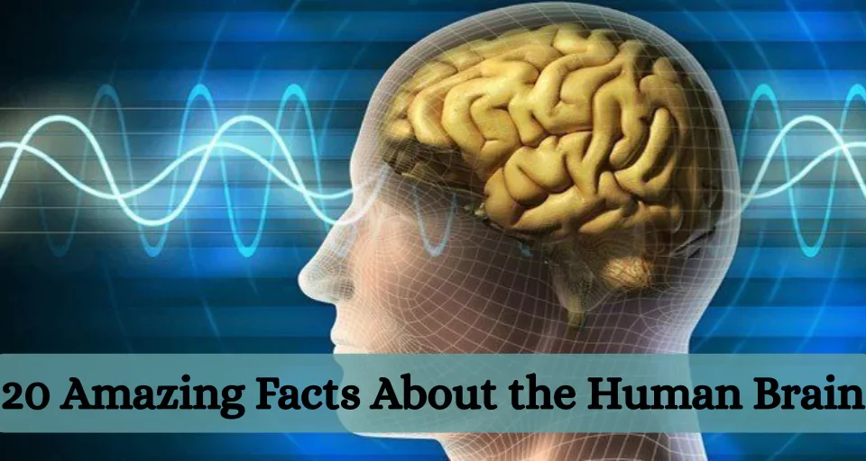 20 Amazing Facts About the Human Brain