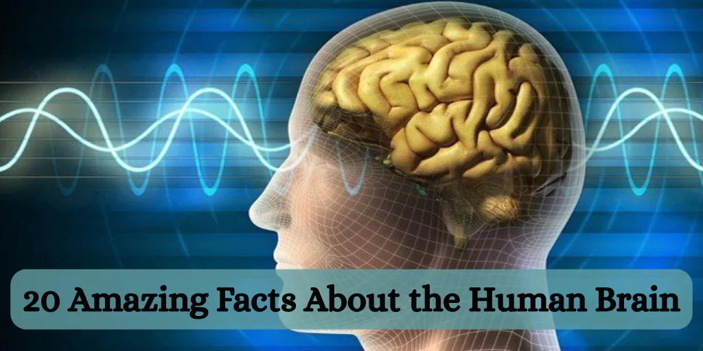 20 Amazing Facts About the Human Brain