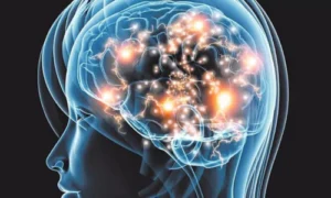 Bigger Brains Mean Smarter People