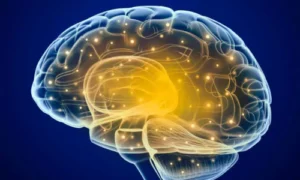 brain anatomy