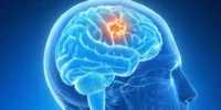 Human Brain Structure with Diagram and Functions