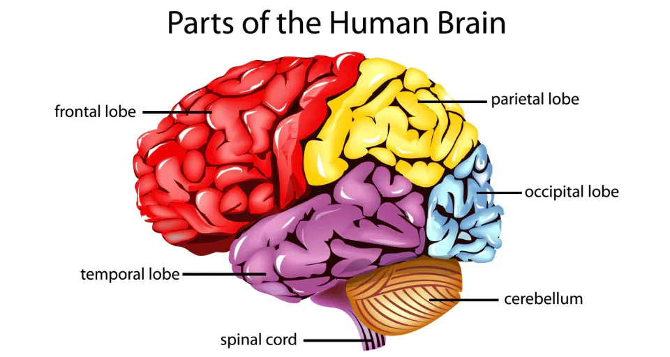 Brain Structure & Anatomy