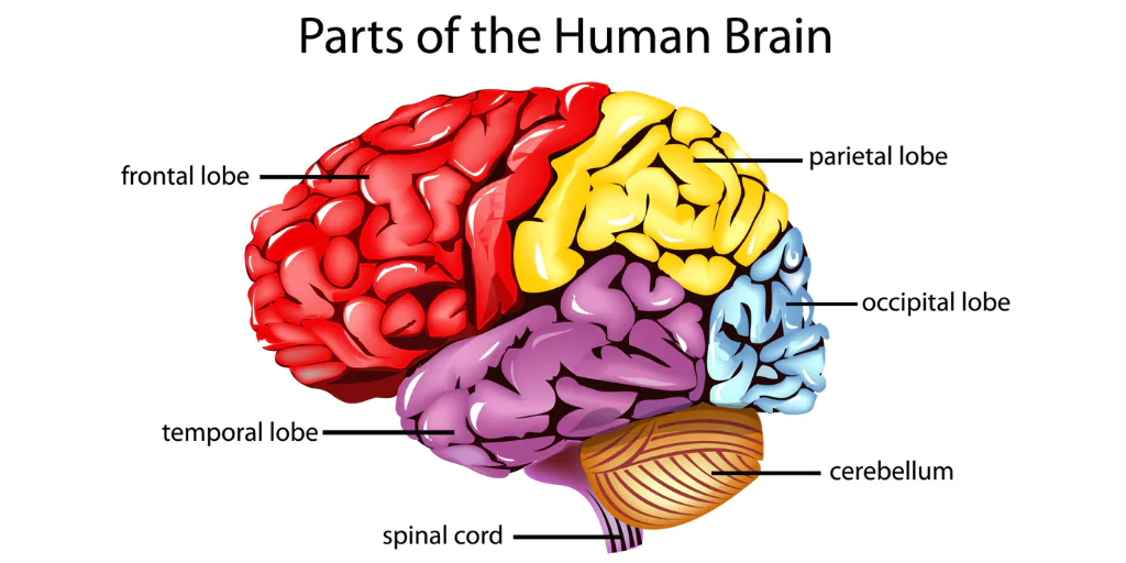Brain Structure & Anatomy