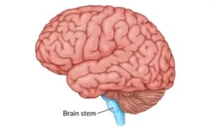 Brainstem
